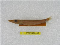 藏品(日本金梭魚)的圖片